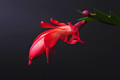 schlumbergera red flame 007