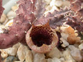 huernia kirkii aidi witrivier d507 02