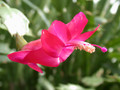 schlumbergera bristol queen 02