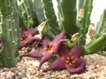stapelia vetula01