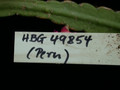 lepismium micranthum hbg49854 06