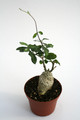fockea edulis klein 6835