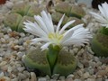 lithops hallii ochracea green soapstone2
