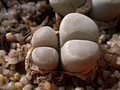 lithops otzeniae 03