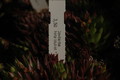 jovibarba hirta blutrot 1376