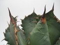 agave titanota braun 7740