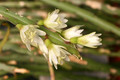 rhipsalis warmingiana 1830