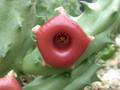 huernia somalica2