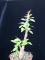 fouquieria macdougallii 02