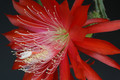 aporocactus peggys cartwheel 1270