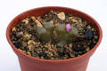 conophytum pellucidum soebastofontain sb1059 2943