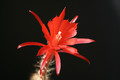 aporocactus maritianus 1253