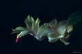 schlumbergera x gold charm