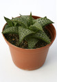 haworthia tesselata 7257