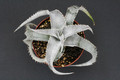 dyckia marnier lapostollei 12cm 3888