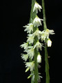 rhipsalis warmingiana05 33