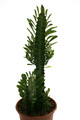 euphorbia trigona 0603