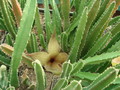 stapelia gigantea 4544