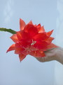 eh sun flair 9352 366