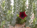 huerniopsis atrosanguinea