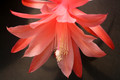 aporocactus tempelfire 0005