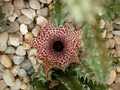 huerina reticulata citrusdal 02