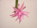 aporocactus nelly paetz 8953