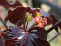 jatropha gossipifolia
