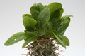 pachypodium brevicaule ve 9365