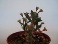 euphorbia capsaintmariensis 60