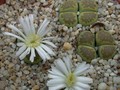 lithops hallii ochracea green soapstone1