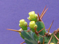 euphorbia mkuziensis 2245