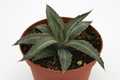 agave funkiana la placida hgo 8831