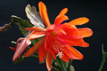 eh apache magic 5155 0914