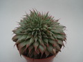 graptoveria silver star 8378