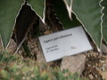 agave pavoliana 9067