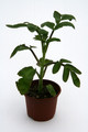 kalachoe prolifera 5226