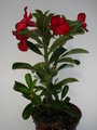 adenium obesum sunshine 668