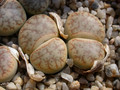 lithops pseudotruncatella pallid c113 01