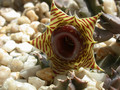 huernia zebrina 01