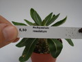 pachypodium rosulatum 732