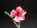 adenium thank mom 05