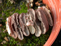haworthia truncata 02