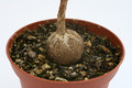 ficus abutifolia 9672