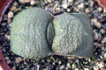 gasteria armstrongii 7254
