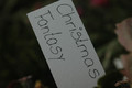 schlumbergera christmas fantasy 8196