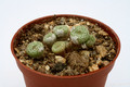 conophytum fraternum skimmelberg 2772