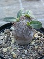 pachypodium densiflorum es2036 01