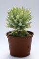 dudleya greenei 7916