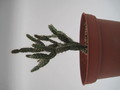schlumbergera opuntioides im 7747